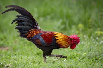 Image of a cock on nature background. Farm Animals.