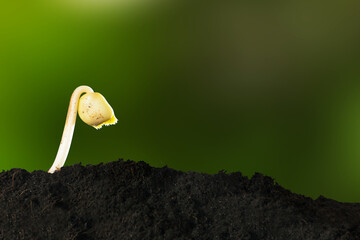 Growing young plant in morning sunlight on nature background