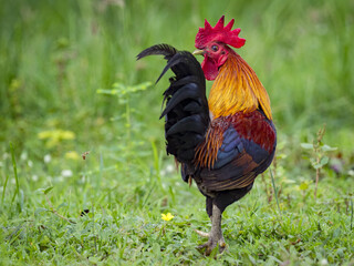 Image of a cock on nature background. Farm Animals.