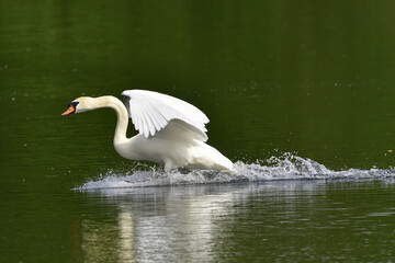 Höckerschwan während der Balz