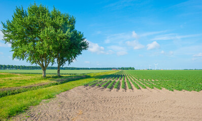 Vegetables growing in a field in spring