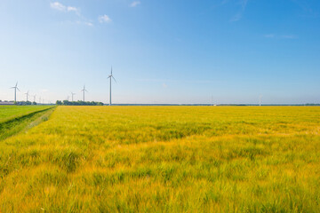 Wheat field in spring in sunlight