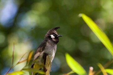 Obraz premium Himalayan bulbul bird