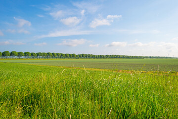 Vegetables growing in a field in spring