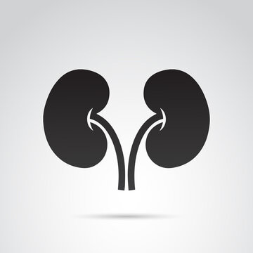 Kidney vector icon.