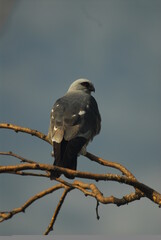 Mississippi Kite Study.1