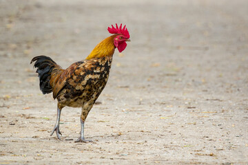 Image of chicken on nature background. Farm Animals.