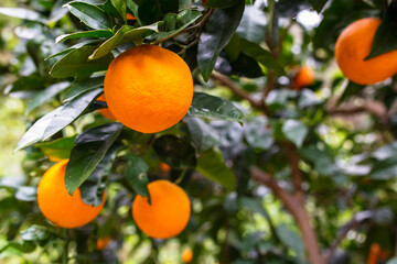 Orange tree with fruits in Greece