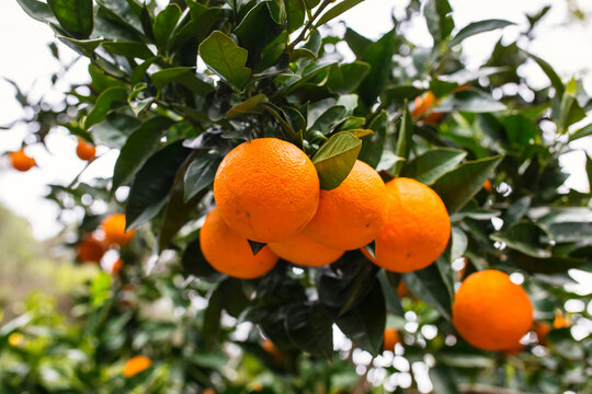 Orange tree with fruits in Greece