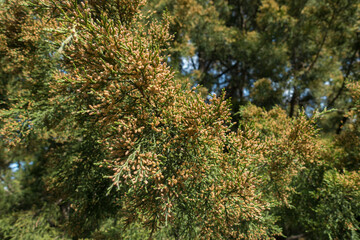 Male pollen cones on the branches of conifers in spring