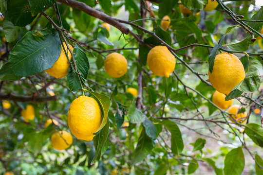 Lemon tree with fruits in Greece