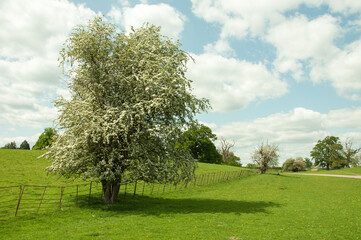 Springtime landscape in Shropshire, England.