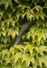 Bright Green Creeper Vine, Varenna, Italy