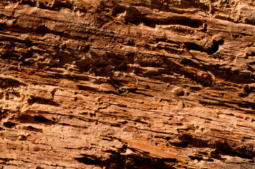 Loose texture of rotten wood