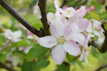 Obraz premium Fleur de pommier