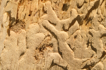Old tree texture with patterns