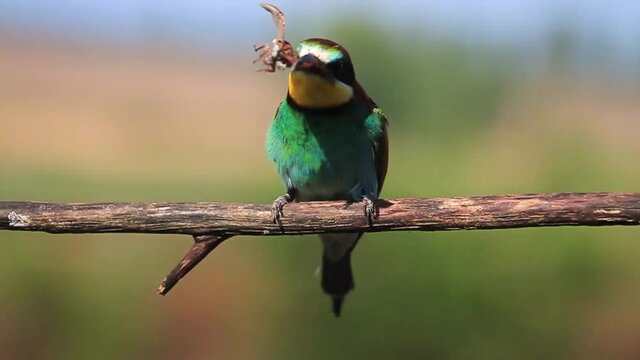 colored exotic bird eating May beetle