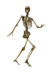 3D Rendering Human Skeleton on White