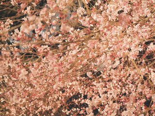 Japanese cherry blossoms at night time illumination