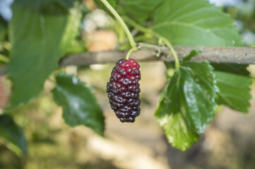 Ripe fruit and foliage of Black Mulberry or Morus nigra