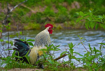 Biological breeding of hens in the wild