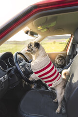 Mops steuert das Auto und fährt seine Freundin ins Grüne 