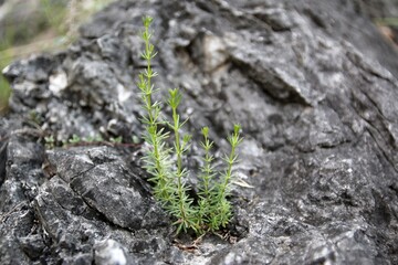 Aus Stein wird wieder Leben