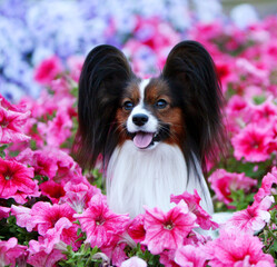 Portrait of a papillon close-up. A beautiful dog in pink colors. Lovely happy puppy with hairy ears with sticking out tongue.