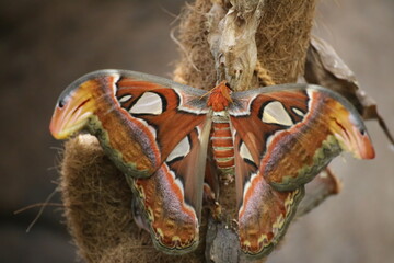 Attacus atlas (Atlas moth), a large saturniid