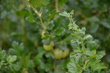 gooseberry