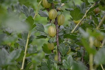 gooseberry