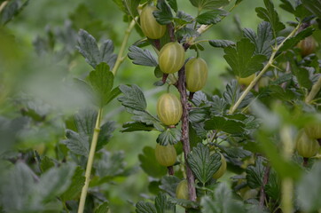 gooseberry