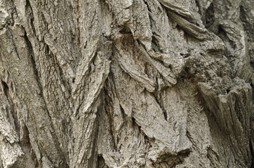 Tree bark of vertical arrangement