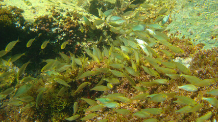 Fototapeta na wymiar Photo of underwater sea life in Porto Rafti, Mesogeia, Attica, Greece