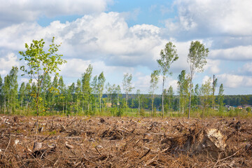 .View of the felled forest.