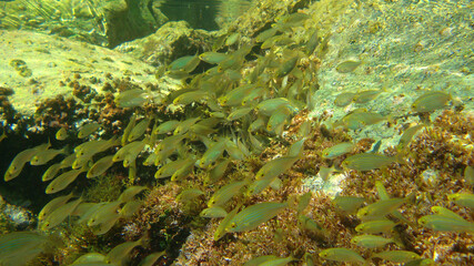 Obraz premium Photo of underwater sea life in Porto Rafti, Mesogeia, Attica, Greece