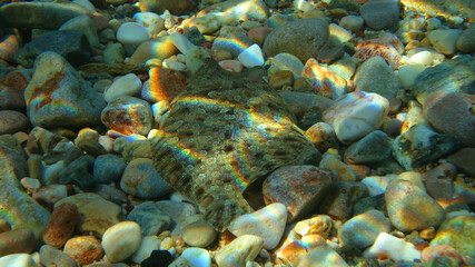 Fototapeta na wymiar Photo of underwater sea life in Porto Rafti, Mesogeia, Attica, Greece
