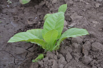 tobacco