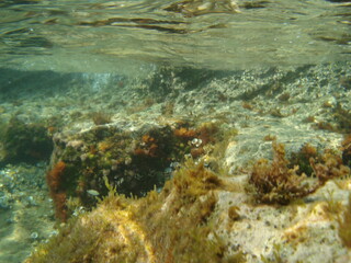 Photo of underwater sea life in Porto Rafti, Mesogeia, Attica, Greece