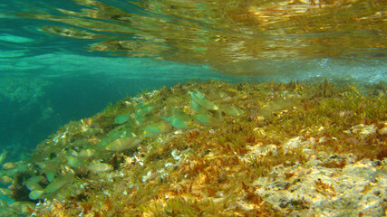 Photo of underwater sea life in Porto Rafti, Mesogeia, Attica, Greece
