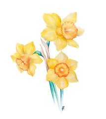 Watercolor Narcissus flowers