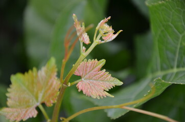 grape