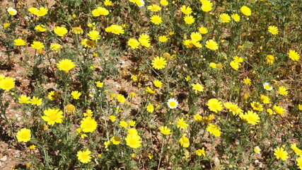 Spring photo from Porto Rafti with clear water beaches, Mesogeia, Attica, Greece