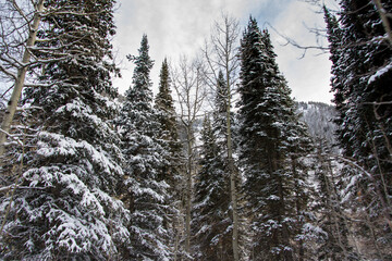 Utah Winter Mountains 1