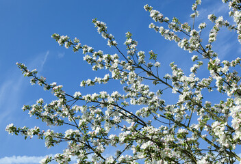 Springtime In Europe