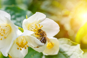 Bee pollinating flower.