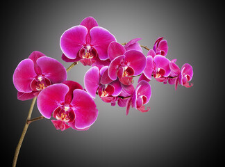 orchid flower background