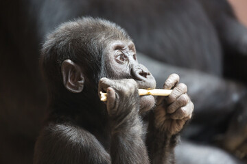 Cute little gorilla baby plays with a stick © Nikolay N. Antonov