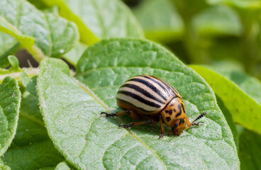 Colorado potato beetle on potato leaf