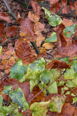 late fall landscape and leafs